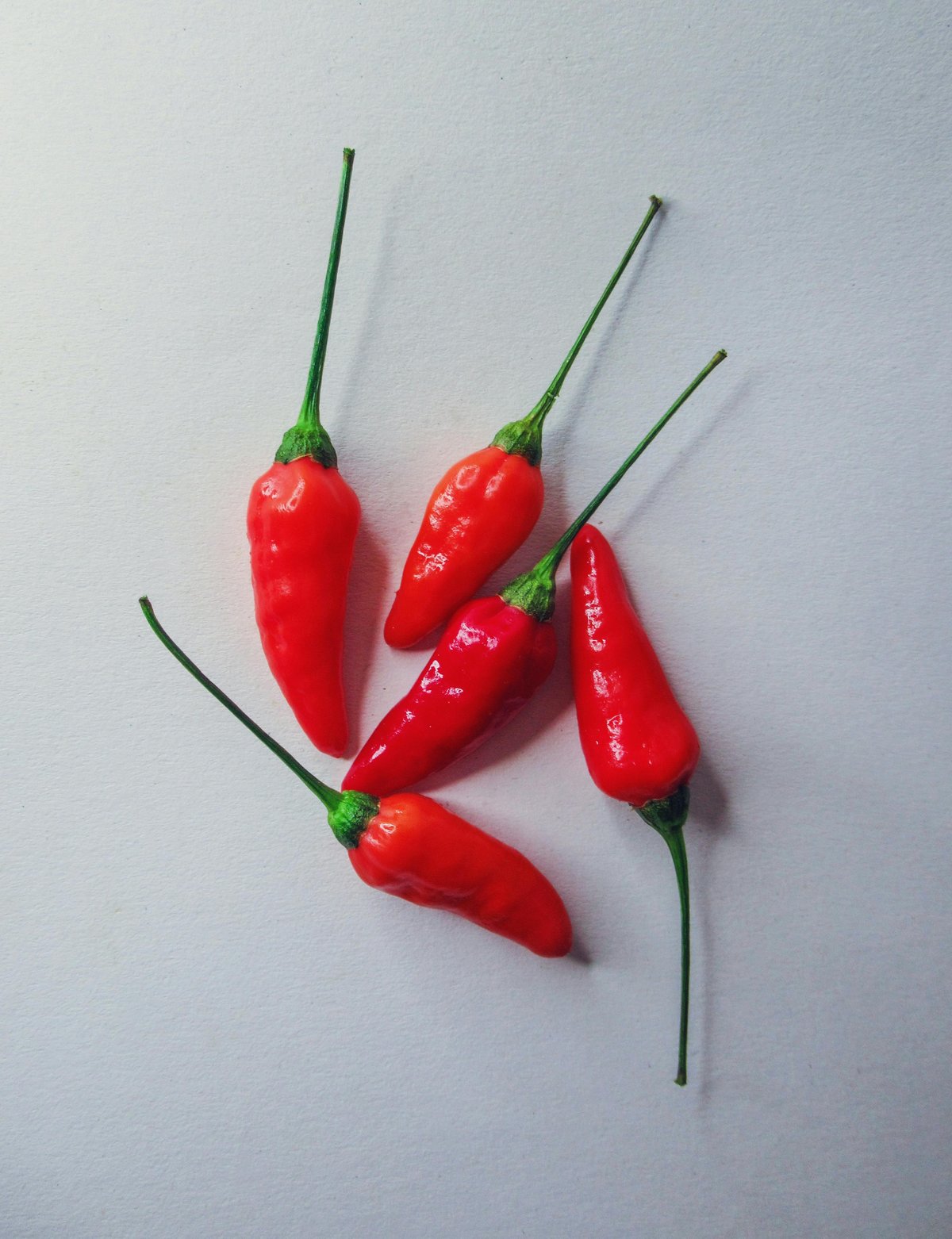 Naga King Chilli Nagaland GI